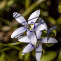 Isotoma fluviatilis subsp. australis (Swamp Isotome) at Bendoura, NSW - 19 Feb 2022 by trevsci