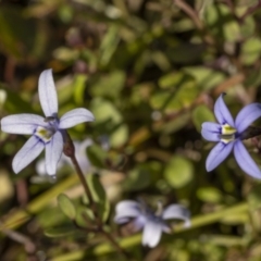 Isotoma fluviatilis subsp. australis at Bendoura, NSW - 20 Feb 2022