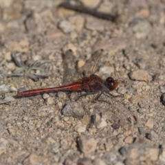 Diplacodes bipunctata (Wandering Percher) at Bendoura, NSW - 19 Feb 2022 by trevsci