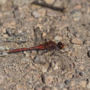 Diplacodes bipunctata at Bendoura, NSW - 20 Feb 2022 09:47 AM