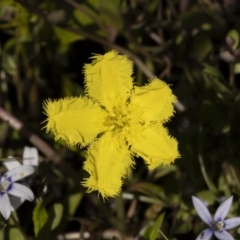 Nymphoides (genus) (A Marshwort) at Bendoura, NSW - 20 Feb 2022 by trevsci