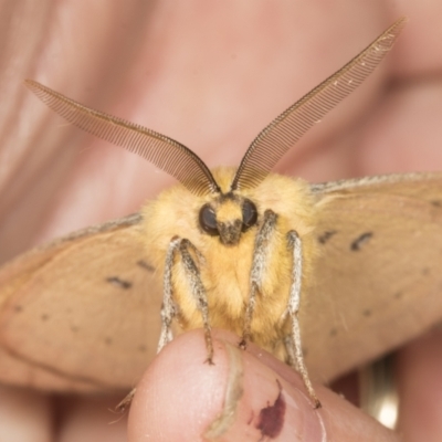 Anthela nicothoe (Urticating Anthelid) at Higgins, ACT - 19 Feb 2022 by AlisonMilton