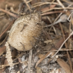 Unidentified Praying mantis (Mantodea) at Higgins, ACT - 19 Feb 2022 by AlisonMilton