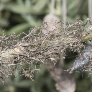 Archimantis sp. (genus) at Higgins, ACT - 20 Feb 2022