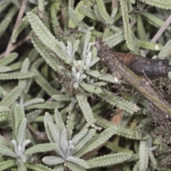 Archimantis sp. (genus) at Higgins, ACT - 20 Feb 2022