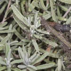 Archimantis sp. (genus) at Higgins, ACT - 20 Feb 2022