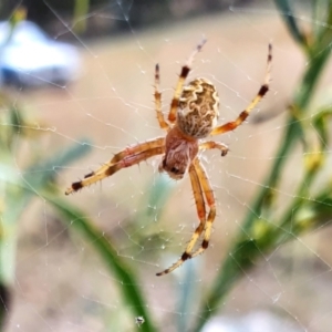 Araneus hamiltoni at Yass River, NSW - 19 Feb 2022