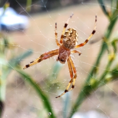 Araneus hamiltoni (Hamilton's Orb Weaver) at Rugosa - 19 Feb 2022 by SenexRugosus