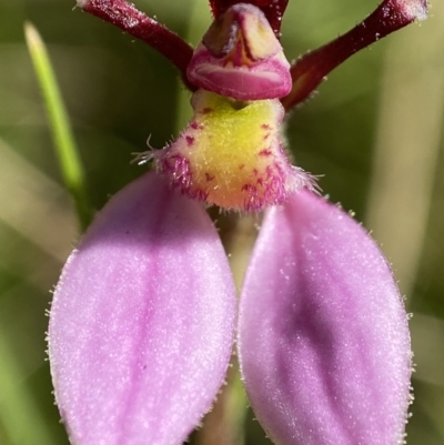 Eriochilus magenteus (Magenta Autumn Orchid) at Namadgi National Park - 17 Feb 2022 by AJB