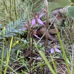 Eriochilus magenteus at Tennent, ACT - suppressed