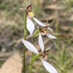 Eriochilus cucullatus (Parson's Bands) at Paddys River, ACT - 20 Feb 2022 by AJB