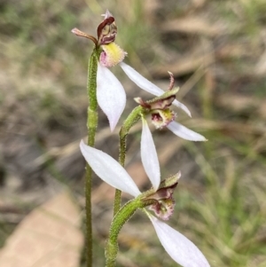 Eriochilus cucullatus at Paddys River, ACT - 20 Feb 2022