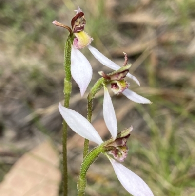 Eriochilus cucullatus (Parson's Bands) at Tidbinbilla Nature Reserve - 19 Feb 2022 by AJB