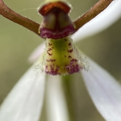 Eriochilus cucullatus at Paddys River, ACT - 20 Feb 2022