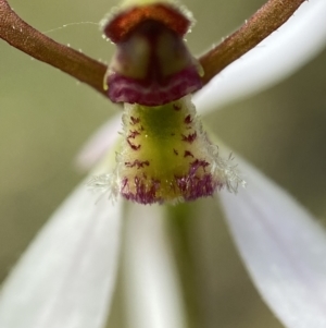 Eriochilus cucullatus at Paddys River, ACT - 20 Feb 2022