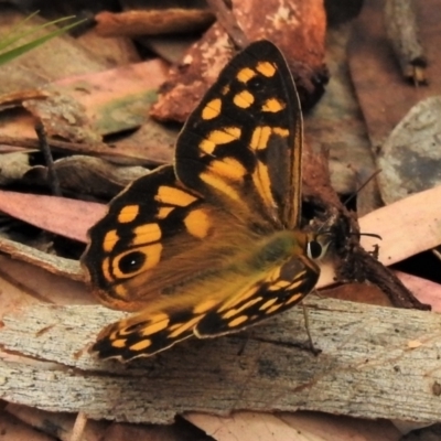 Heteronympha paradelpha (Spotted Brown) at Acton, ACT - 20 Feb 2022 by JohnBundock