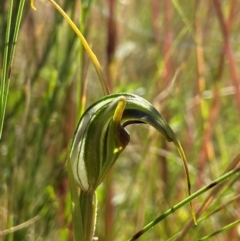Diplodium laxum (Antelope greenhood) at Tennent, ACT - 18 Feb 2022 by AJB