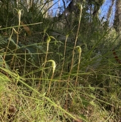 Diplodium laxum at Tennent, ACT - suppressed