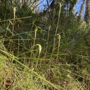 Diplodium laxum at Tennent, ACT - 18 Feb 2022