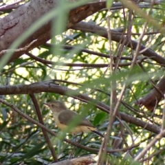 Acanthiza reguloides (Buff-rumped Thornbill) at Murrumbateman, NSW - 20 Feb 2022 by SimoneC