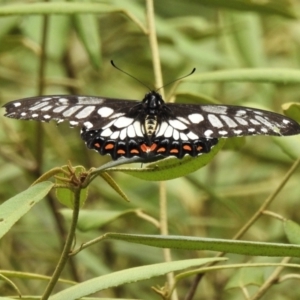 Papilio anactus at Acton, ACT - 20 Feb 2022