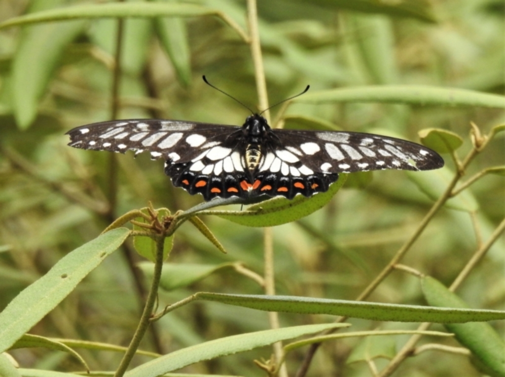 Papilio anactus at Acton, ACT - 20 Feb 2022