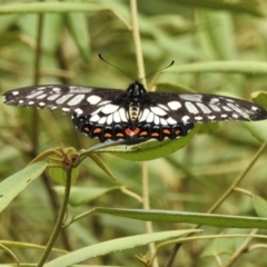 Papilio anactus (Dainty Swallowtail) at GG177 - 19 Feb 2022 by JohnBundock