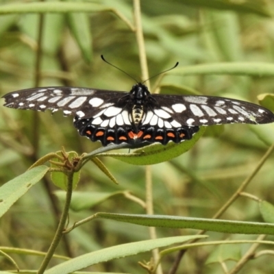 Papilio anactus (Dainty Swallowtail) at Acton, ACT - 19 Feb 2022 by JohnBundock