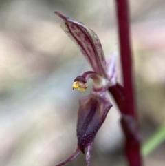 Acianthus exsertus (Large Mosquito Orchid) at Tidbinbilla Nature Reserve - 19 Feb 2022 by AJB