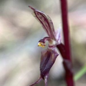 Acianthus exsertus at Paddys River, ACT - 20 Feb 2022