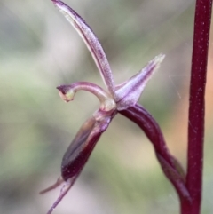 Acianthus exsertus at Paddys River, ACT - 20 Feb 2022