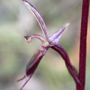 Acianthus exsertus at Paddys River, ACT - 20 Feb 2022