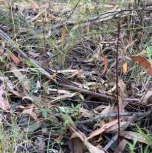 Acianthus exsertus at Paddys River, ACT - 20 Feb 2022