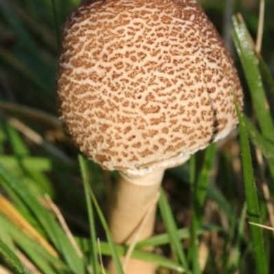 Lepiota s.l. at Molonglo Gorge - 16 May 2021 by CanberraFungiGroup