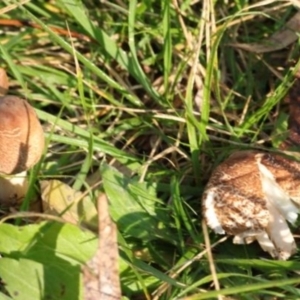 Lepiota s.l. at Kowen, ACT - 16 May 2021