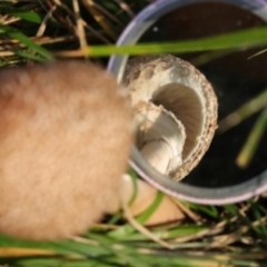 Lepiota s.l. at Kowen, ACT - 16 May 2021