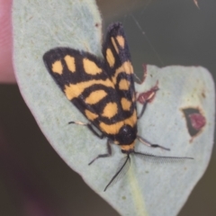 Asura lydia (Lydia Lichen Moth) at Molonglo Valley, ACT - 18 Feb 2022 by AlisonMilton