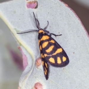 Asura lydia at Molonglo Valley, ACT - 18 Feb 2022