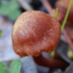 Agarics at Molonglo Gorge - 16 May 2021 by CanberraFungiGroup