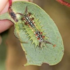 Doratifera quadriguttata (Four-spotted Cup Moth) at Molonglo Valley, ACT - 18 Feb 2022 by AlisonMilton