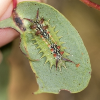 Doratifera quadriguttata (Four-spotted Cup Moth) at Denman Prospect 2 Estate Deferred Area (Block 12) - 17 Feb 2022 by AlisonMilton