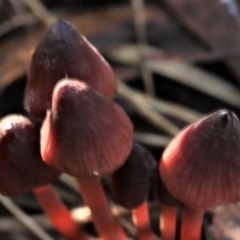 Mycena sp. (Mycena) at Molonglo Gorge - 16 May 2021 by CanberraFungiGroup