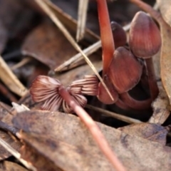 Mycena sp. at Kowen, ACT - 16 May 2021 11:04 AM