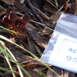 Mycena sp. at Kowen, ACT - 16 May 2021 11:04 AM