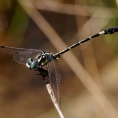 Austroepigomphus praeruptus (Twin-spot Hunter) at Mulligans Flat - 8 Feb 2022 by DPRees125