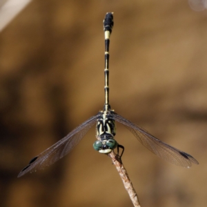 Austroepigomphus praeruptus at suppressed - 8 Feb 2022