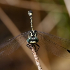 Austroepigomphus praeruptus at suppressed - 8 Feb 2022