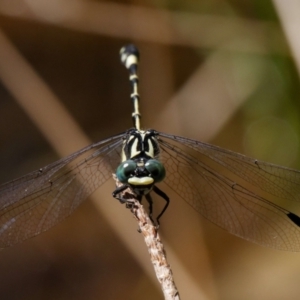 Austroepigomphus praeruptus at suppressed - 8 Feb 2022