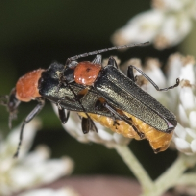 Chauliognathus tricolor (Tricolor soldier beetle) at Molonglo Valley, ACT - 18 Feb 2022 by AlisonMilton