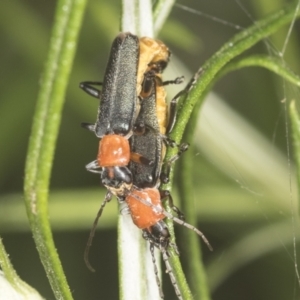 Chauliognathus tricolor at Molonglo Valley, ACT - 18 Feb 2022